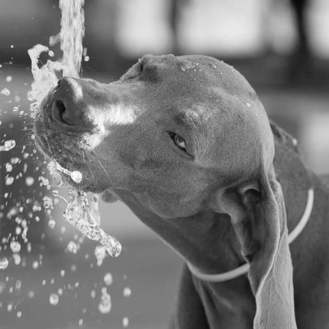 Cómo Mantener Hidratado a tu Perro en Verano: Guía Práctica para Evitar Golpes de Calor