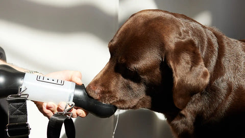 Mi perro bebe mucha agua