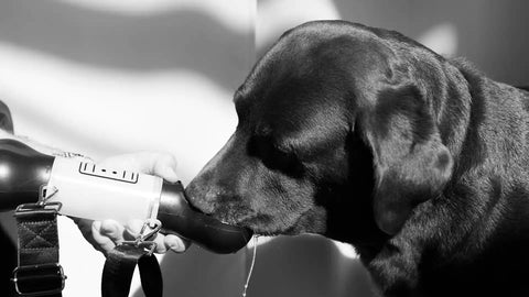 Mi perro bebe mucha agua