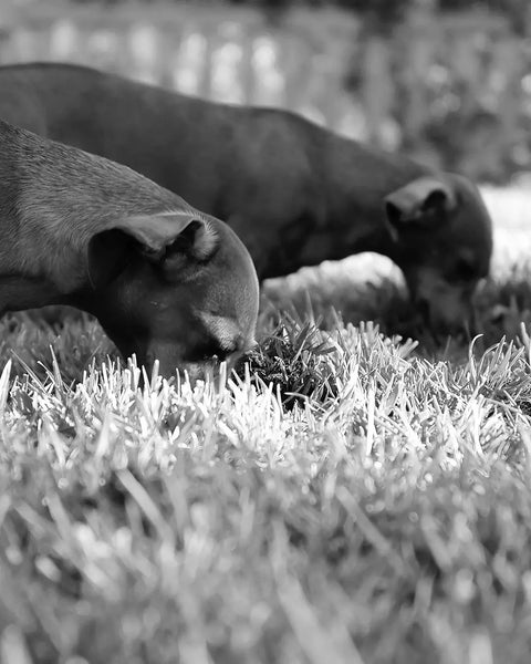 ¿Por qué los perros comen hierba?