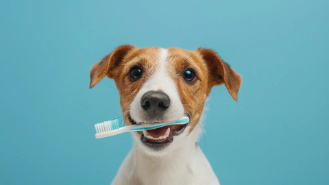 Limpieza de dientes de perro: todo lo que debes saber