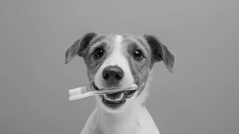 Limpieza de dientes de perro: todo lo que debes saber
