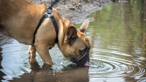 ¿Qué pasa si mi perro bebe agua de los charcos?