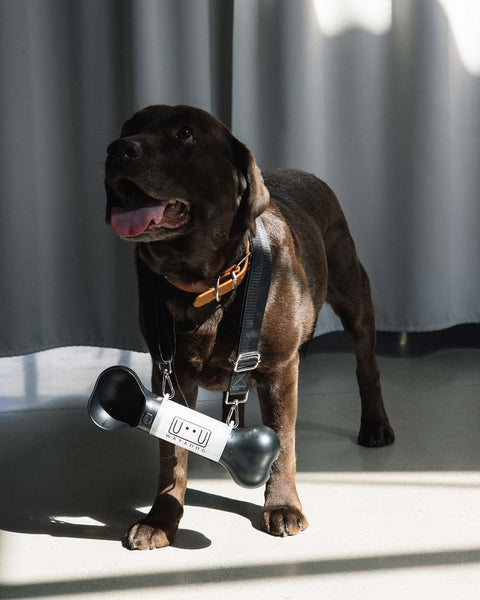 Portable Dog Water Bottle - Black